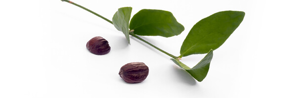 L'huile végétale de Jojoba